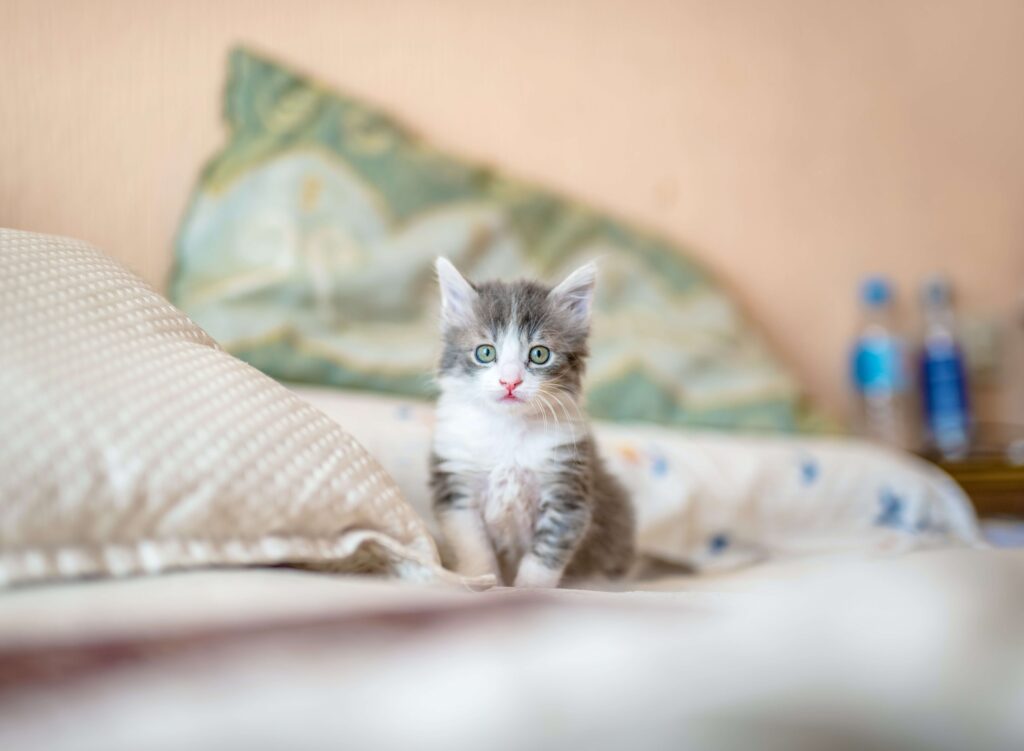 Adorable fluffy kitten sitting on a cosy bed, surrounded by pillows in a warm, inviting room.